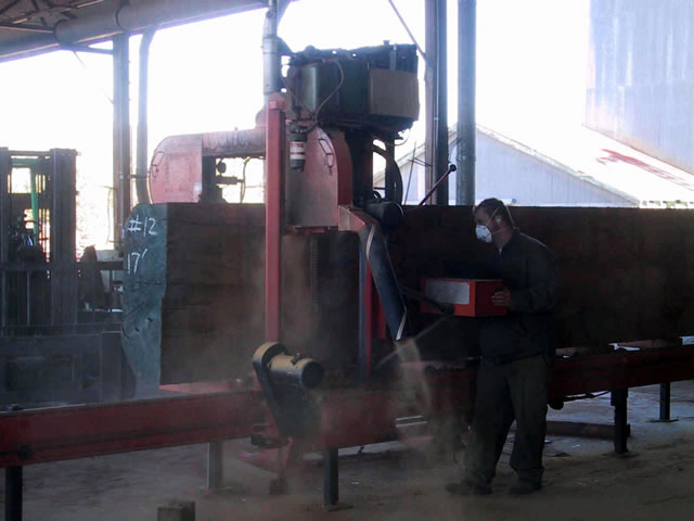 Milling Giant Mahogany Blowdown Timber